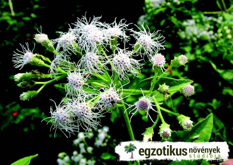 Karácsonybokor, Chromolaena odorata, etnobotanika